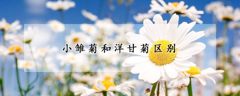 小雛菊和洋甘菊區(qū)別