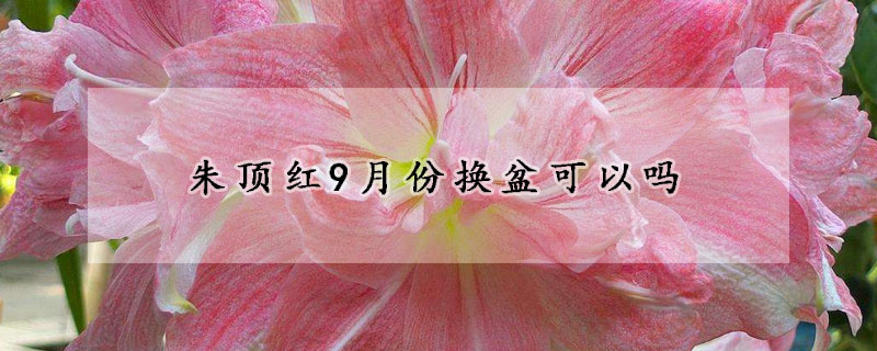 朱頂紅9月份換盆可以嗎