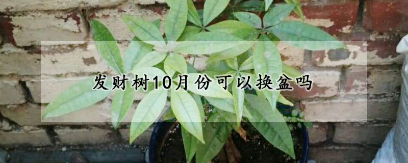 發財樹10月份可以換盆嗎