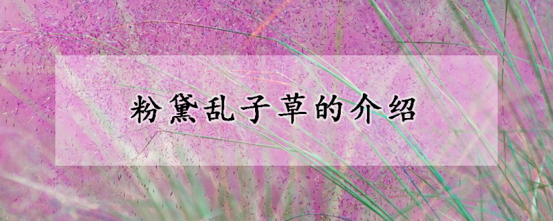 粉黛亂子草的介紹