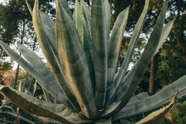 什么植物除甲醛最好 什么植物可以去除甲醛