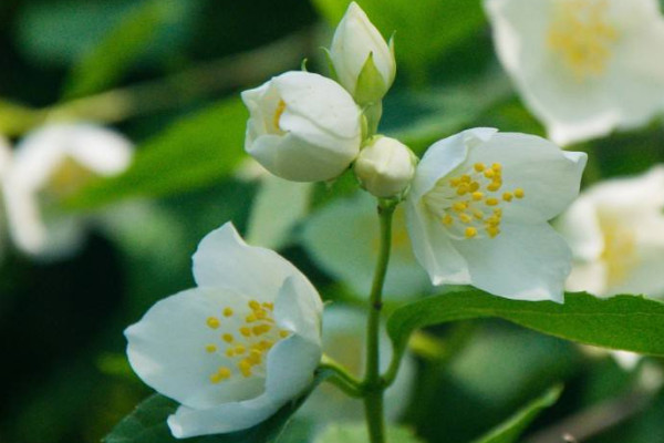 家里種什么花最好 家里養什么花比較好