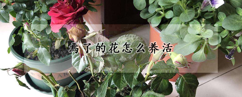 焉了的花怎么養(yǎng)活