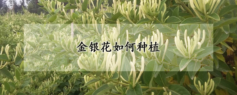 金銀花如何種植