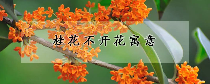 桂花不開(kāi)花寓意