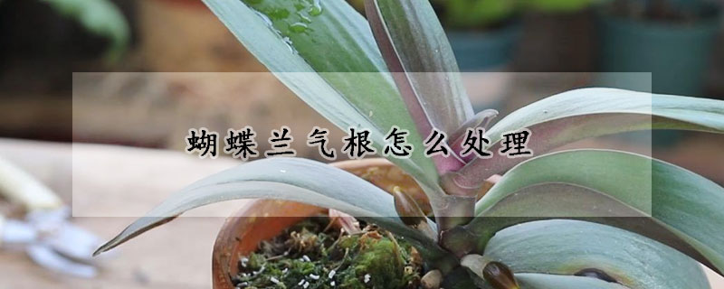 蝴蝶蘭氣根怎么處理