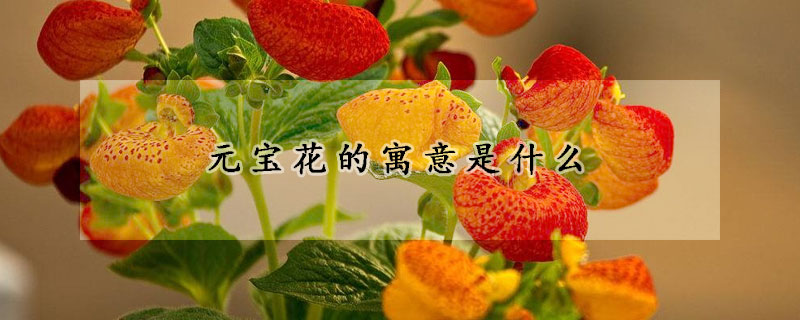 元寶花的寓意是什么