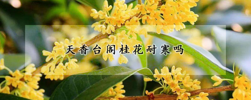 天香臺閣桂花耐寒嗎