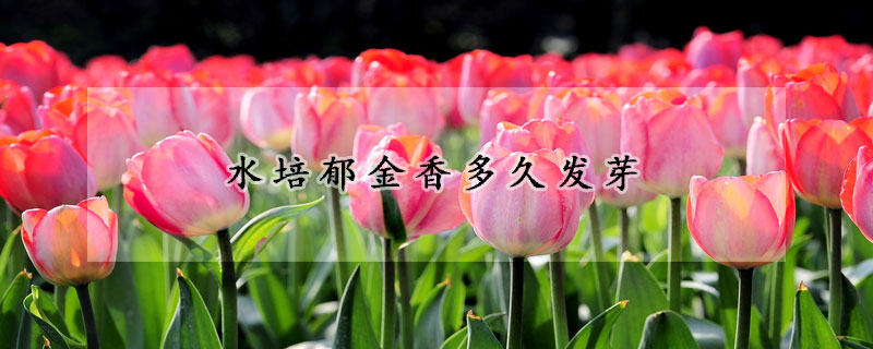 水培郁金香多久發(fā)芽