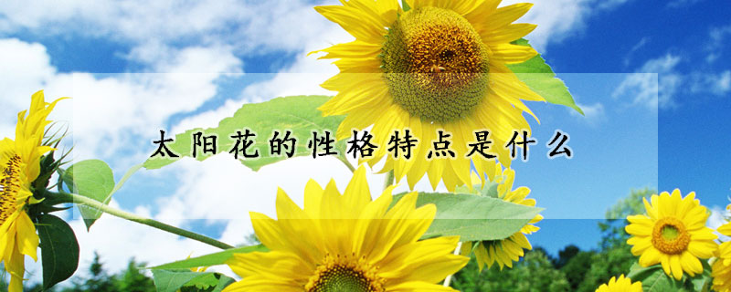 太陽(yáng)花的性格特點(diǎn)是什么