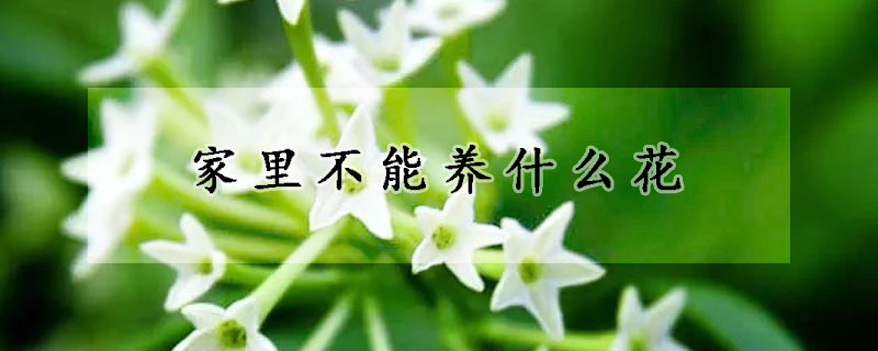 家里不能養(yǎng)什么花