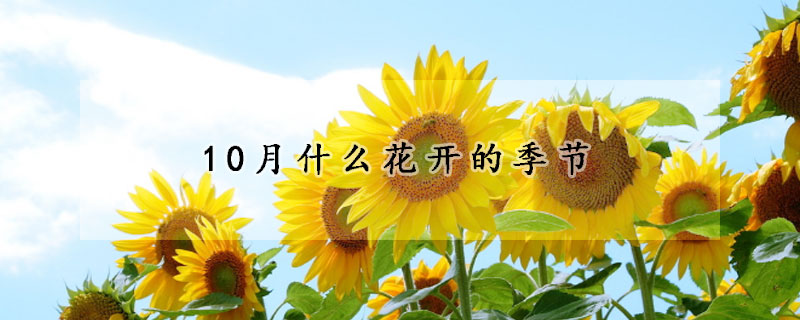 10月什么花開的季節(jié)