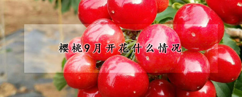 櫻桃9月開花什么情況