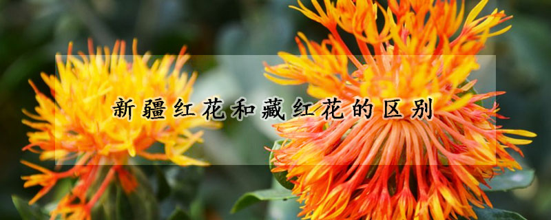 新疆紅花和藏紅花的區(qū)別