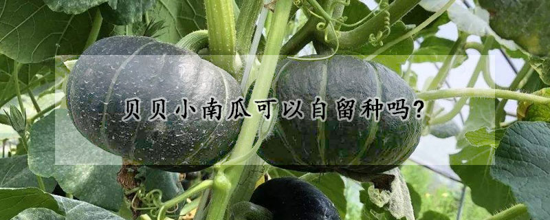 貝貝小南瓜可以自留種嗎?