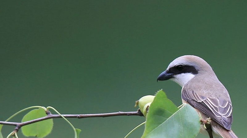 伯勞鳥吃什么