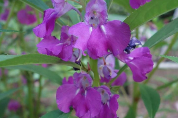 鳳仙花的栽培方法