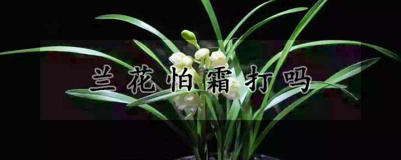 蘭花怕霜打嗎