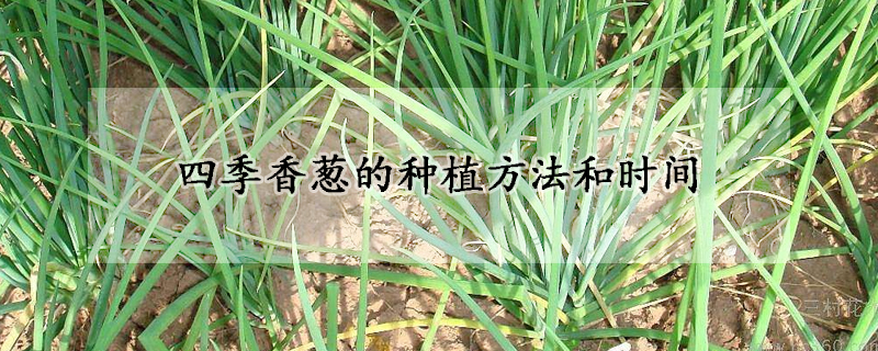 四季香蔥的種植方法和時(shí)間