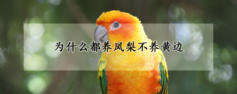 為什么都養(yǎng)鳳梨不養(yǎng)黃邊