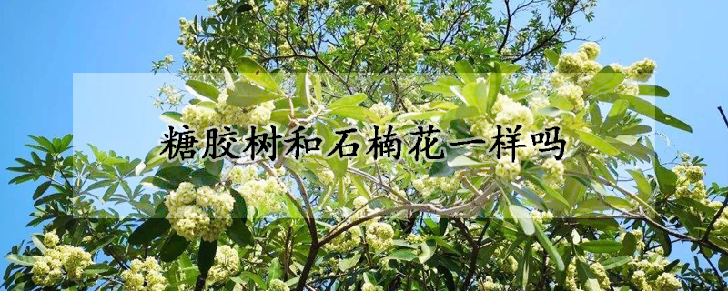 糖膠樹和石楠花一樣嗎