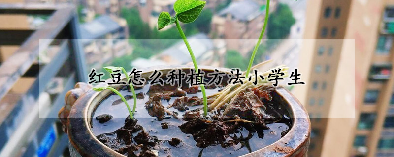 紅豆怎么種植方法小學(xué)生