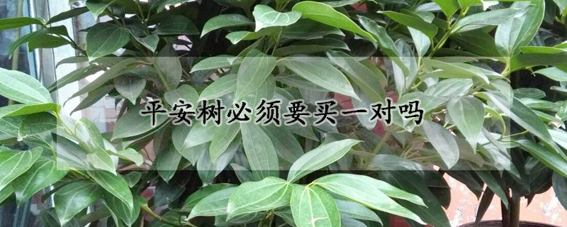 平安樹(shù)必須要買一對(duì)嗎