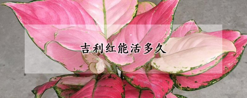 吉利紅能活多久