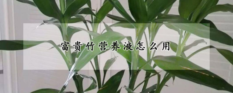 富貴竹營養(yǎng)液怎么用