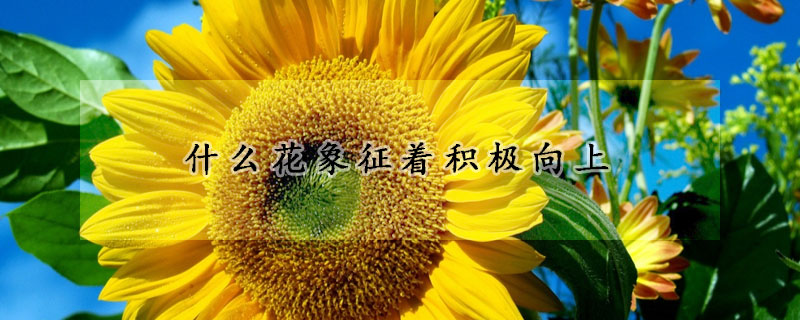 什么花象征著積極向上