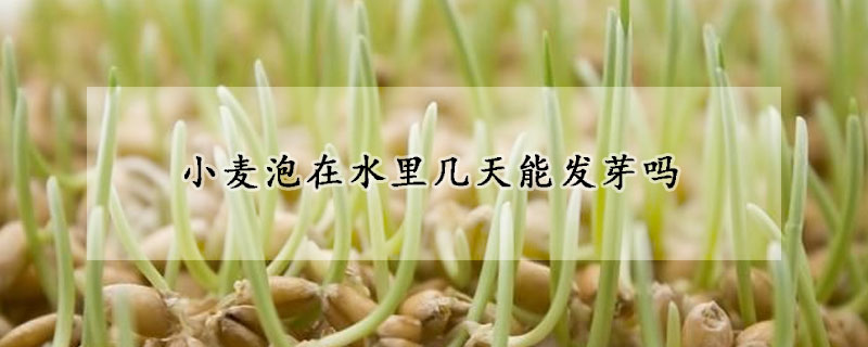 小麥泡在水里幾天能發(fā)芽嗎