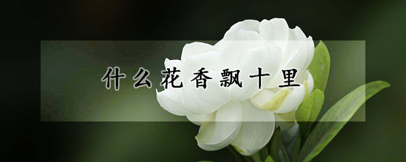 什么花香飄十里