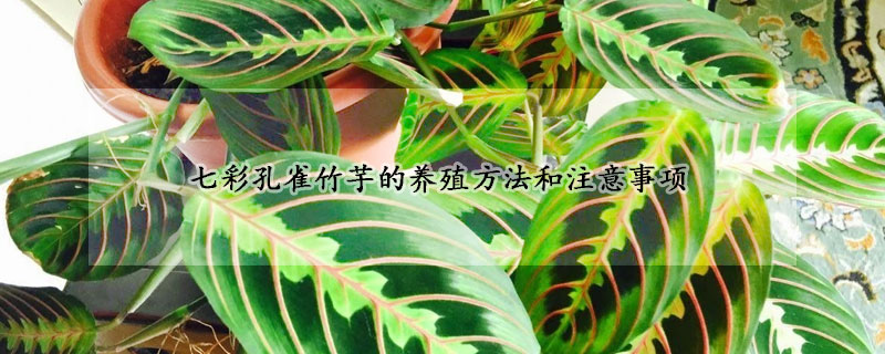 七彩孔雀竹芋的養殖方法和注意事項