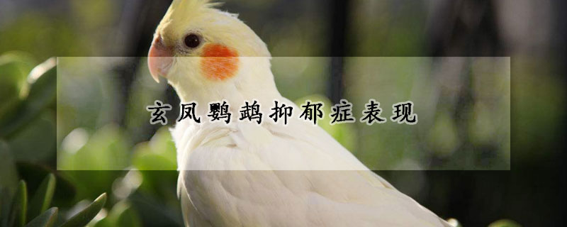 玄鳳鸚鵡抑郁癥表現