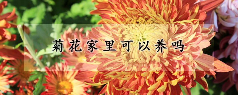 菊花家里可以養(yǎng)嗎