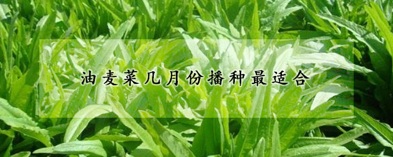 油麥菜幾月份播種最適合