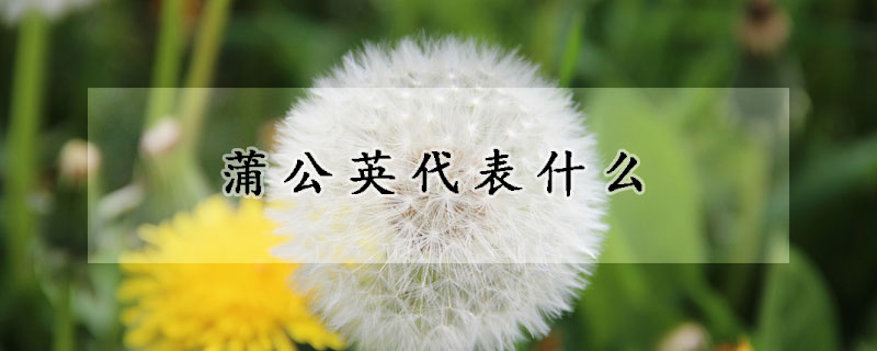 蒲公英代表什么