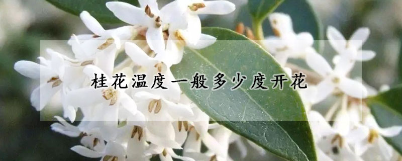 桂花溫度一般多少度開(kāi)花