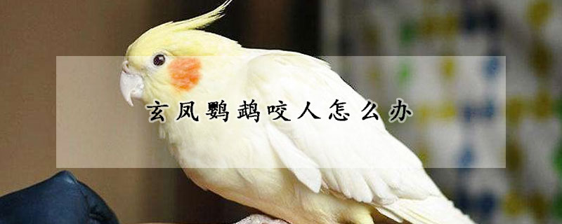 玄鳳鸚鵡咬人怎么辦