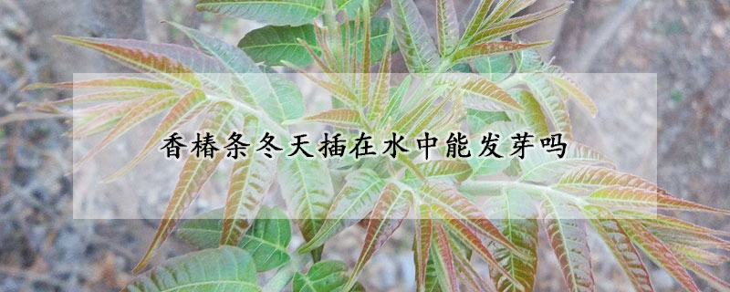 香椿條冬天插在水中能發(fā)芽嗎