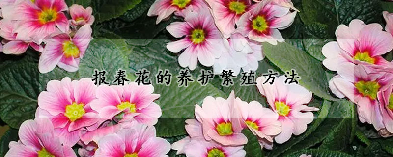 報(bào)春花的養(yǎng)護(hù)繁殖方法