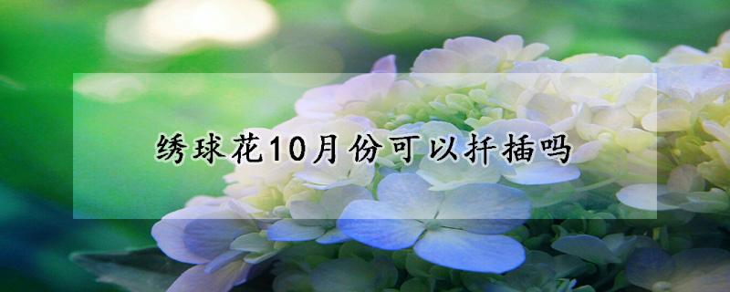 繡球花10月份可以扦插嗎