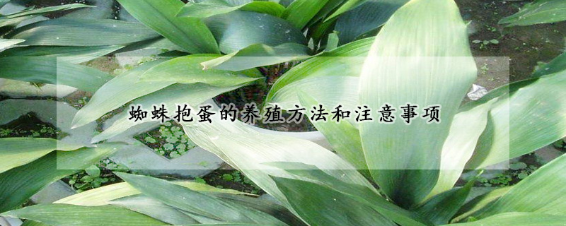 蜘蛛抱蛋的養(yǎng)殖方法和注意事項(xiàng)