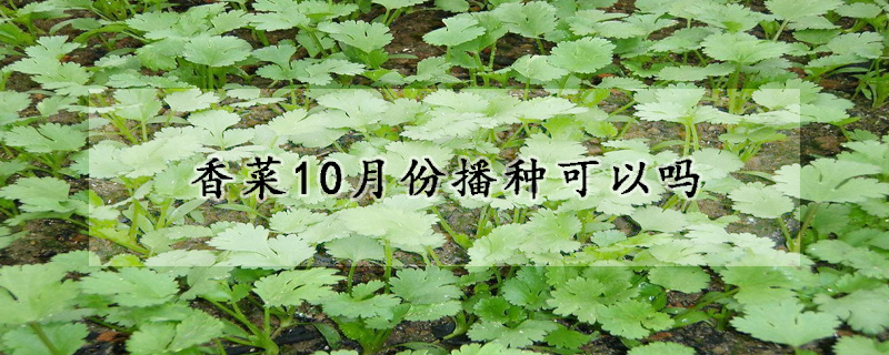 香菜10月份播種可以嗎