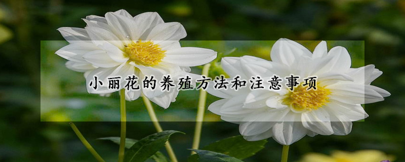 小麗花的養(yǎng)殖方法和注意事項(xiàng)