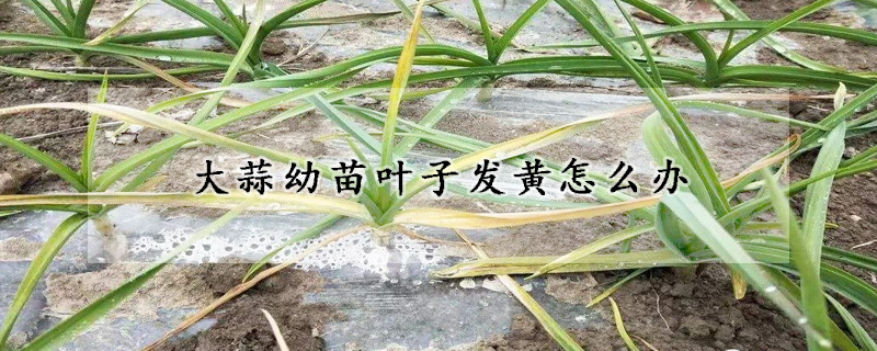 大蒜幼苗葉子發(fā)黃怎么辦