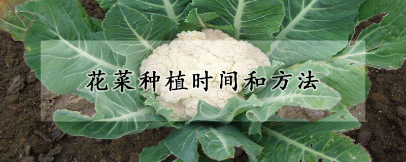 花菜種植時(shí)間和方法