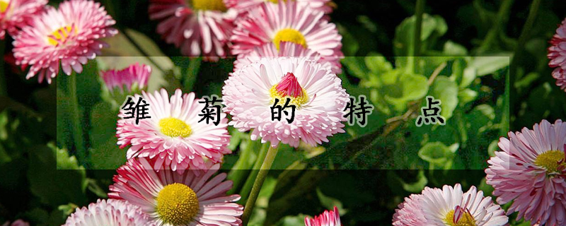 雛菊的特點(diǎn)