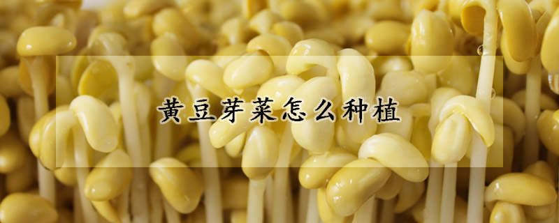 黃豆芽菜怎么種植