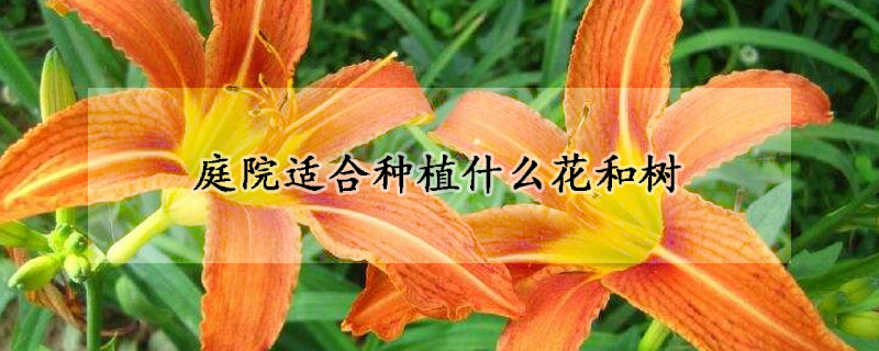 庭院適合種植什么花和樹